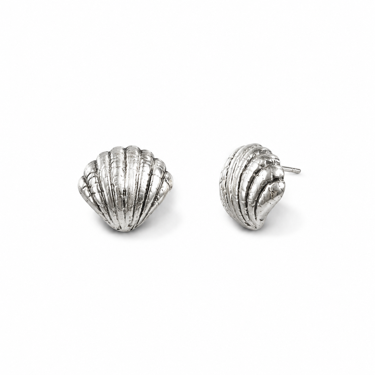Seashell stud earrings on a white background